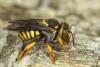 Rhodanthidium infuscatum